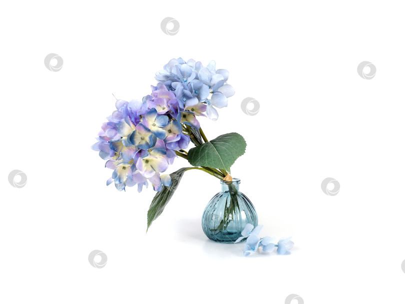 Скачать Голубые цветы гортензии в стеклянной вазе на белом фоне фотосток Ozero