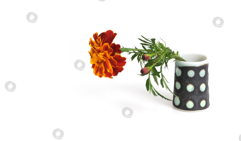 Скачать Один натуральный цветок календулы красного цвета в вазе, выделенный на белом фоне фотосток Ozero