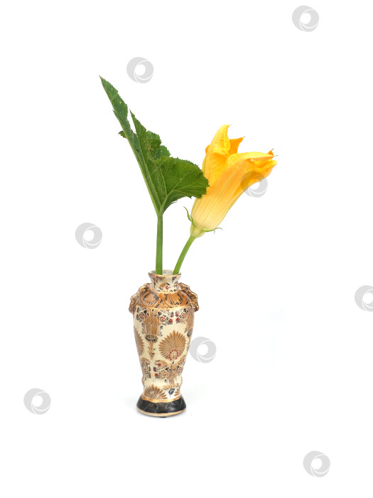 Скачать Желтый цветок тыквы в традиционной китайской вазе, выделенный на белом фоне, готов к вырезанию. Чрезвычайно высокое разрешение фотосток Ozero