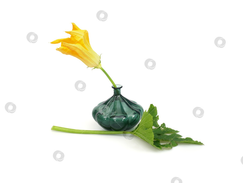 Скачать Тыквенная ваза из зеленого стекла с желтыми цветком и листом тыквы на белом фоне. Чрезвычайно высокое разрешение фотосток Ozero