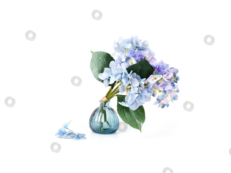 Скачать Голубые цветы гортензии в стеклянной вазе на белом фоне фотосток Ozero