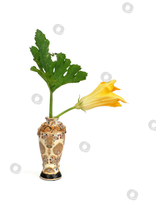 Скачать Желтый цветок тыквы в традиционной китайской вазе, выделенный на белом фоне, готов к вырезанию. Чрезвычайно высокое разрешение фотосток Ozero