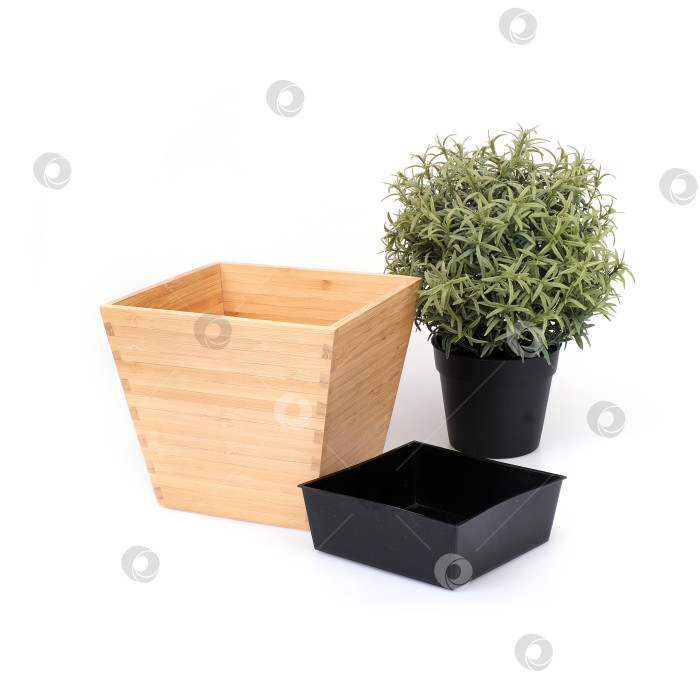 Скачать Ботаническая копия суккулентов, выделенных на белом фоне фотосток Ozero