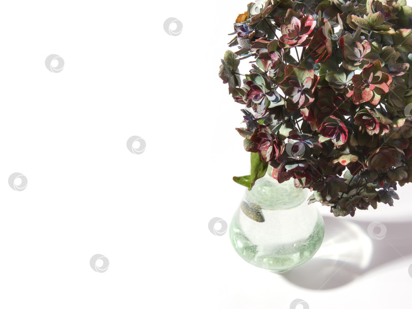 Скачать Цветы гортензии в стеклянной вазе на белом фоне фотосток Ozero