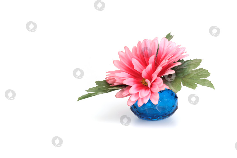Скачать Розовый цветок герберы в маленькой голубой вазе, выделяющийся на белом фоне фотосток Ozero