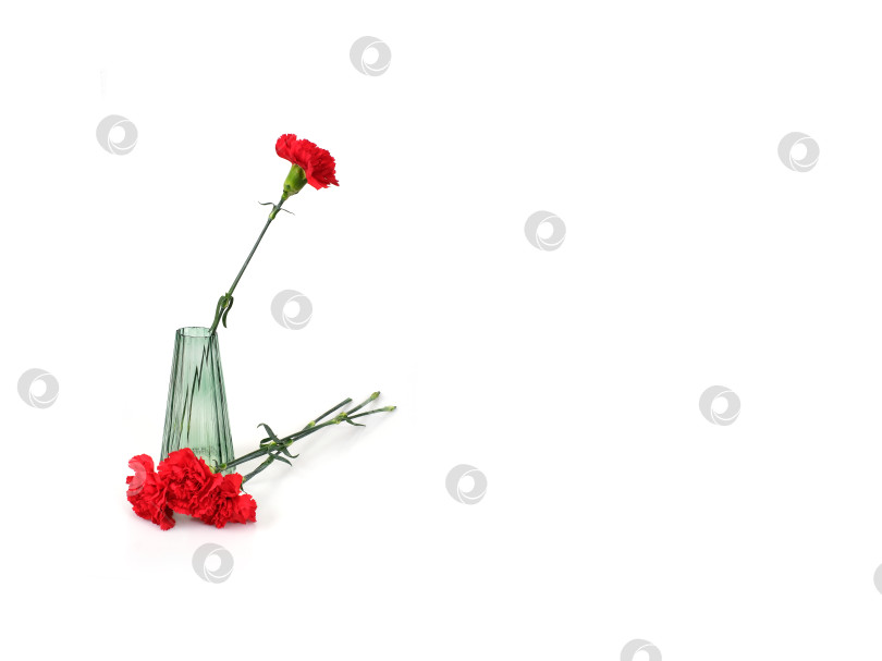 Скачать Букет красных гвоздик в стеклянной вазе на белом фоне фотосток Ozero
