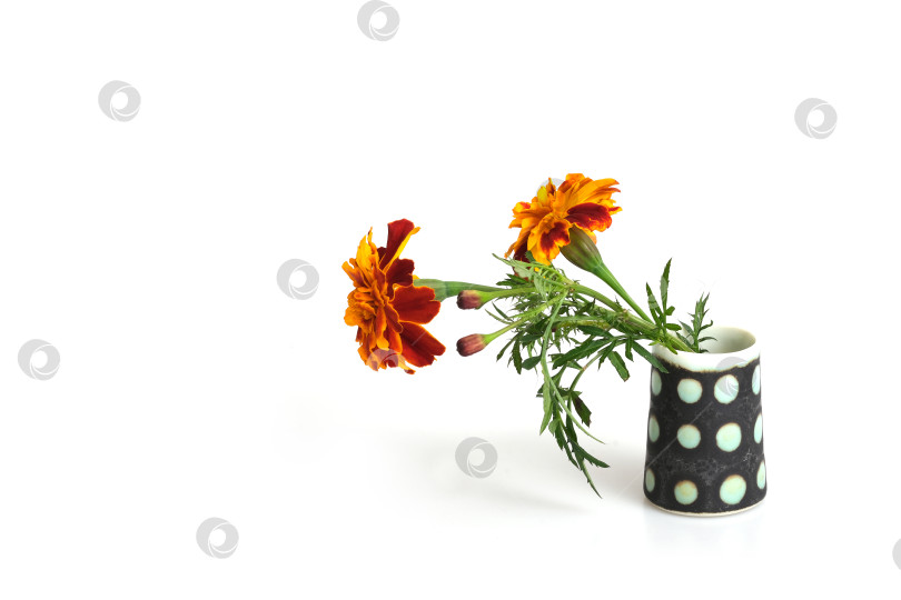 Скачать Два натуральных красных цветка календулы в вазе на белом фоне фотосток Ozero