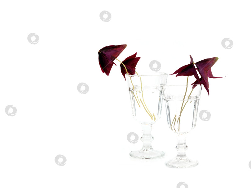 Скачать Фиолетовые листья oxalis triangularis в прозрачном бокале для вина, выделенные на белом фоне, чрезвычайно высокое разрешение фотосток Ozero