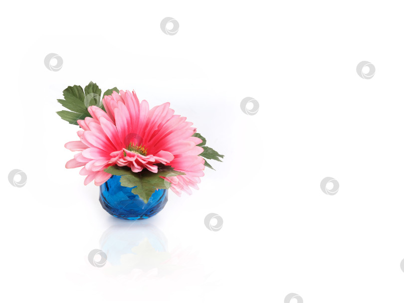 Скачать Розовый цветок герберы в маленькой голубой вазе, выделяющийся на белом фоне фотосток Ozero