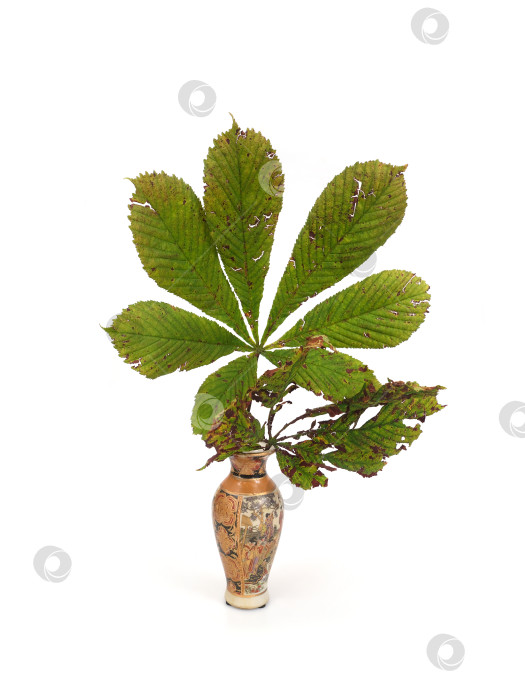 Скачать Традиционная китайская ваза с опавшими листьями каштана на белом фоне, готовый вырез фотосток Ozero