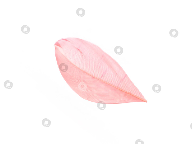 Скачать Розовое птичье перо, выделенное на белом фоне фотосток Ozero