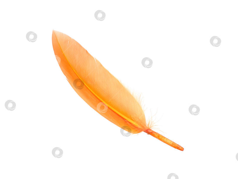 Скачать Желтое птичье перо, выделенное на белом фоне фотосток Ozero