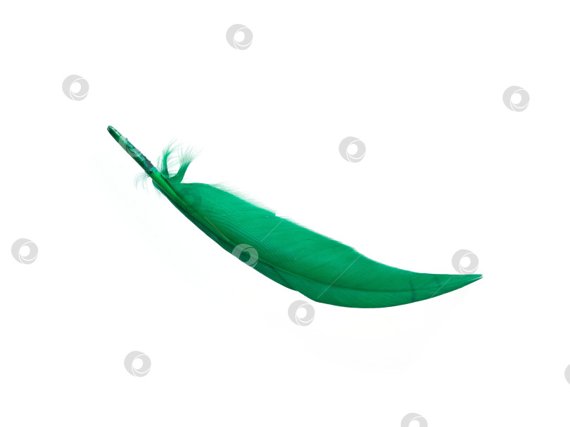 Скачать Зеленое птичье перо, выделенное на белом фоне фотосток Ozero