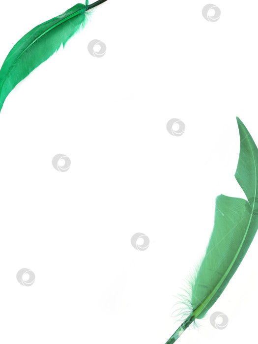 Скачать Яркое разноцветное птичье перо, выделенное на белом фоне фотосток Ozero