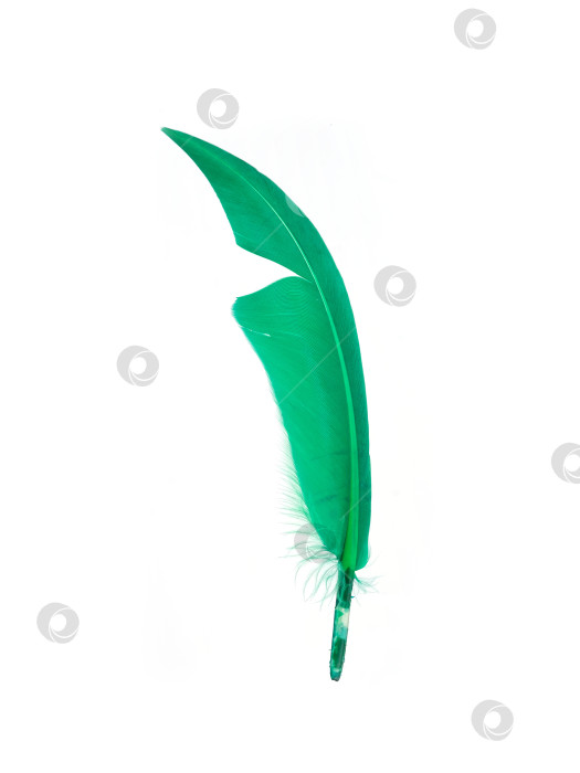 Скачать Зеленое птичье перо, выделенное на белом фоне фотосток Ozero