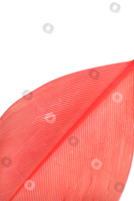 Скачать Абстрактная макросъемка коралловых перьев на белом фоне, готовая к вырезанию. Чрезвычайно высокое разрешение фотосток Ozero