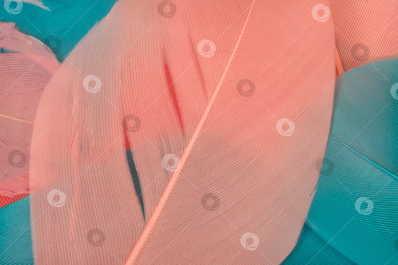 Скачать Абстрактная композиция из розовых и бирюзовых перьев на белом фоне. Чрезвычайно высокое разрешение фотосток Ozero