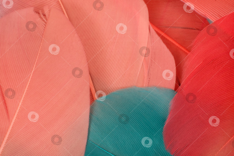 Скачать Абстрактная композиция из розовых и бирюзовых перьев на белом фоне. Чрезвычайно высокое разрешение фотосток Ozero