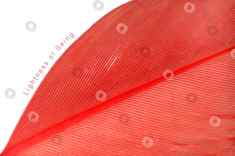 Скачать Абстрактная макросъемка коралловых перьев на белом фоне, готовая к вырезанию. Чрезвычайно высокое разрешение фотосток Ozero