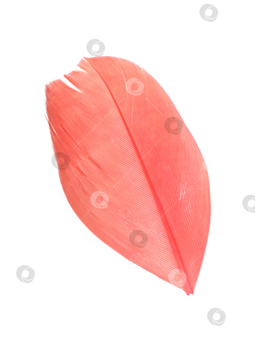 Скачать Макрофотография с розовым пером на белом фоне. Чрезвычайно высокое разрешение фотосток Ozero