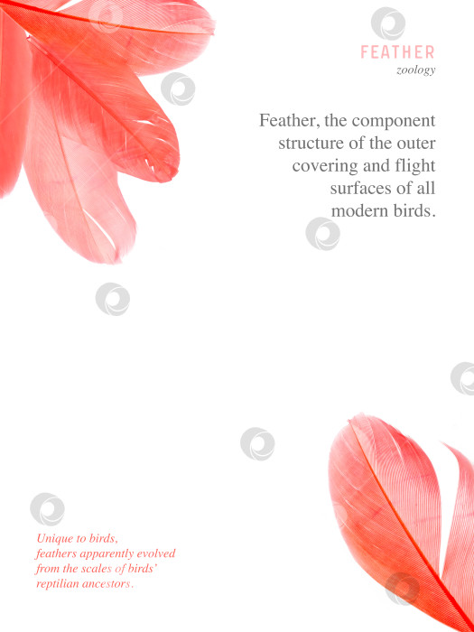 Скачать Розовые птичьи перья, выделенные на белом фоне. Шаблон плаката фотосток Ozero