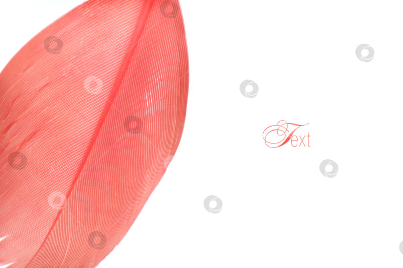 Скачать Макрофотография с розовым пером на белом фоне. Чрезвычайно высокое разрешение фотосток Ozero