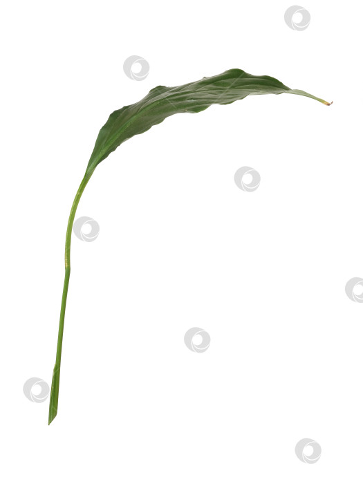 Скачать Узкий изогнутый лист спатифиллума, выделенный на белом фоне, чрезвычайно высокое разрешение фотосток Ozero