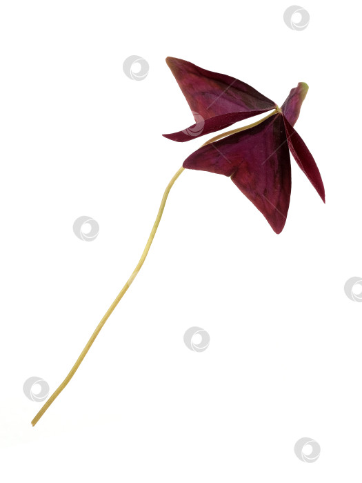Скачать Одиночный темно-бордовый лист oxalis triangularis, выделенный на белом фоне, с чрезвычайно высоким разрешением фотосток Ozero