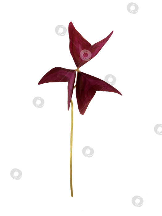 Скачать Одиночный темно-бордовый лист oxalis triangularis, выделенный на белом фоне, с чрезвычайно высоким разрешением фотосток Ozero