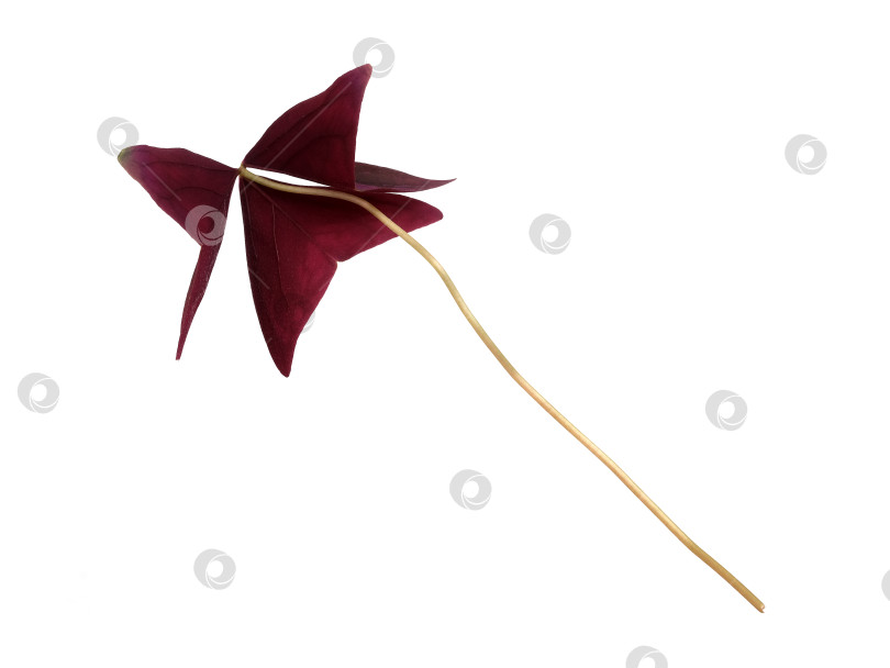 Скачать Одиночный темно-бордовый лист oxalis triangularis, выделенный на белом фоне, с чрезвычайно высоким разрешением фотосток Ozero