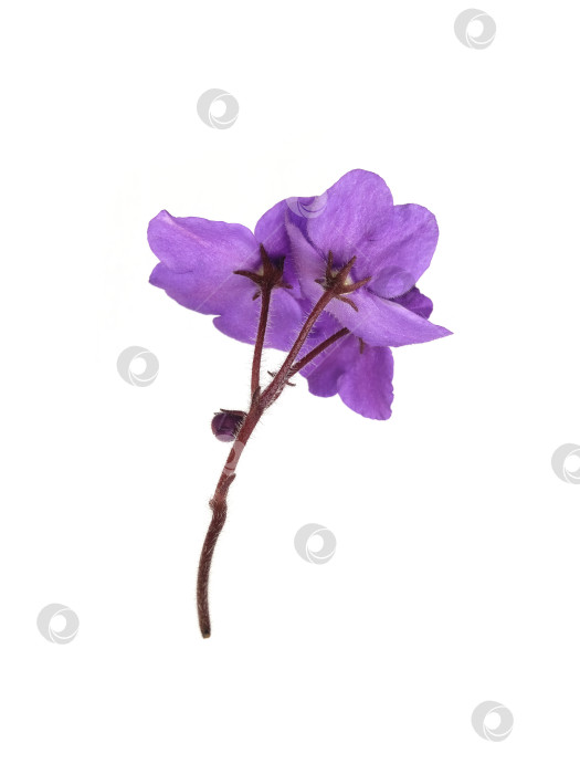 Скачать Фиолетовые фиалки, выделенные на белом фоне, с чрезвычайно высоким разрешением фотосток Ozero