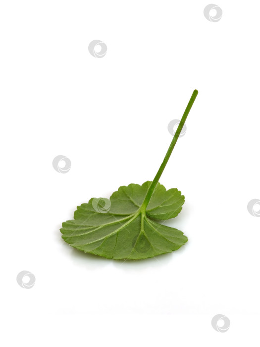 Скачать Одиночный зеленый лист герани со стеблем, выделенный на белом фоне, чрезвычайно высокое разрешение фотосток Ozero