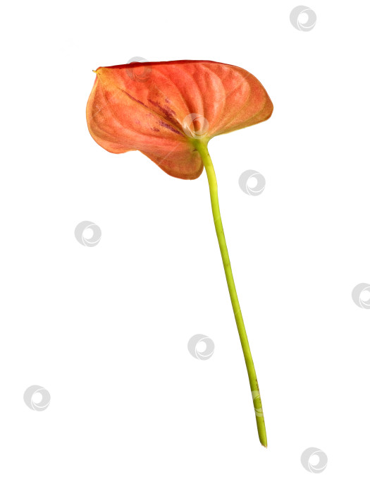 Скачать Одиночный красный цветок антуриума, выделенный на белом фоне, чрезвычайно высокое разрешение фотосток Ozero