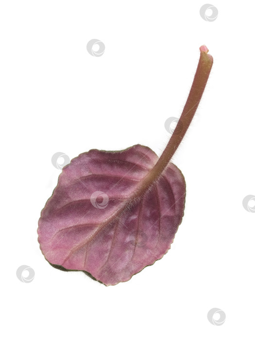 Скачать Фиолетовая нижняя сторона листа с фиолетовыми и розовыми оттенками, выделенными на белом фоне, чрезвычайно высокое разрешение фотосток Ozero