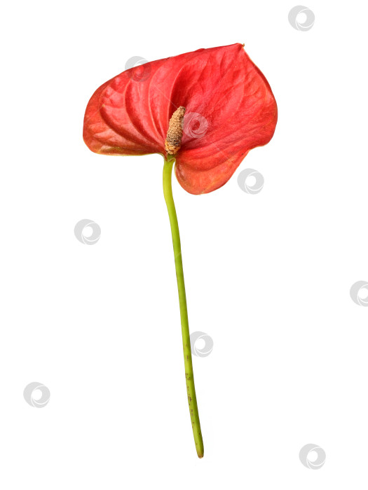 Скачать Одиночный красный цветок антуриума, выделенный на белом фоне, чрезвычайно высокое разрешение фотосток Ozero