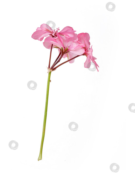 Скачать Одиночный стебель с нежными розовыми цветами герани, выделенными на белом фоне, готов к вырезанию. Чрезвычайно высокое разрешение фотосток Ozero