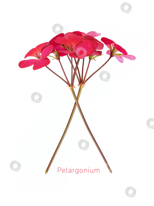 Скачать Красная пеларгония - цветок герани, выделенный на белом фоне, концепция фитотерапии. Чрезвычайно высокое разрешение фотосток Ozero