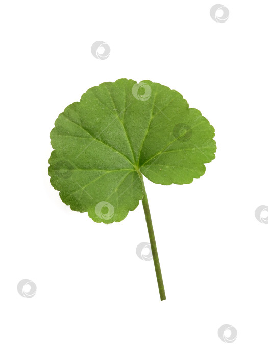Скачать Одиночный зеленый лист герани со стеблем, выделенный на белом фоне, чрезвычайно высокое разрешение фотосток Ozero