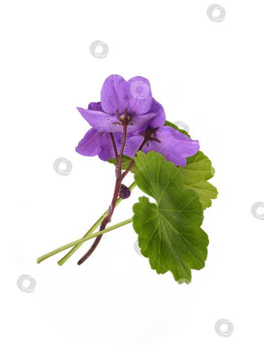 Скачать Фиолетовые фиалки с ярко-зелеными листьями, диагональная композиция на белом фоне, чрезвычайно высокое разрешение фотосток Ozero