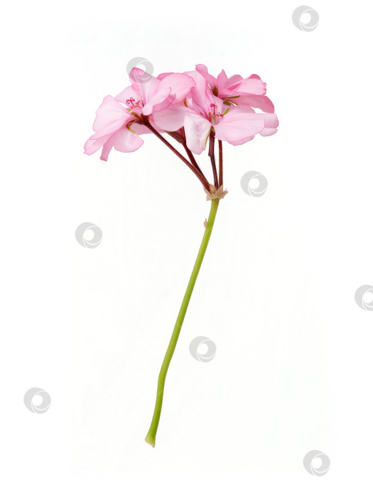 Скачать Одиночный стебель с нежными розовыми цветами герани, выделенными на белом фоне, готов к вырезанию. Чрезвычайно высокое разрешение фотосток Ozero