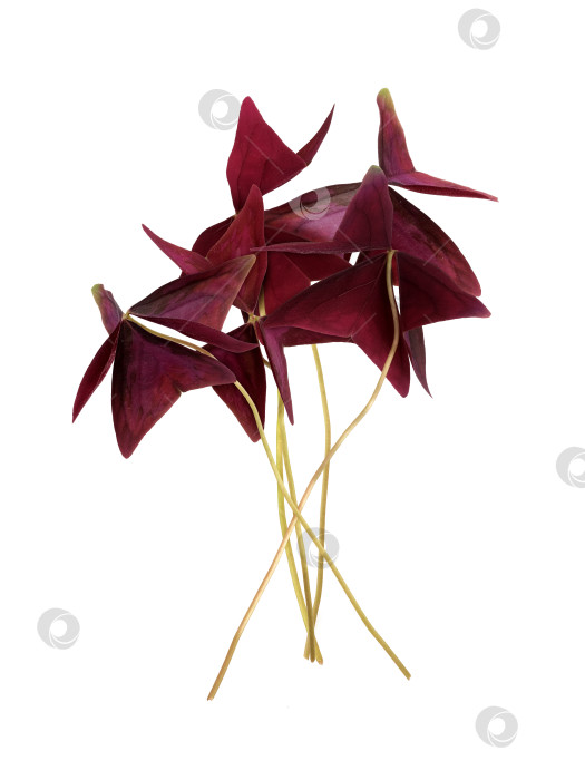 Скачать Букет из темно-бордовых листьев oxalis triangularis, выделенных на белом фоне, в чрезвычайно высоком разрешении фотосток Ozero