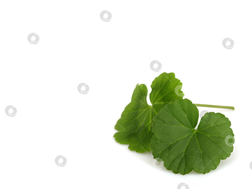 Скачать Одиночный зеленый лист герани со стеблем, выделенный на белом фоне, чрезвычайно высокое разрешение фотосток Ozero