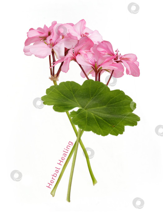 Скачать Цветок розовой герани с зелеными листьями на белом фоне, концепция фитотерапии. Чрезвычайно высокое разрешение фотосток Ozero