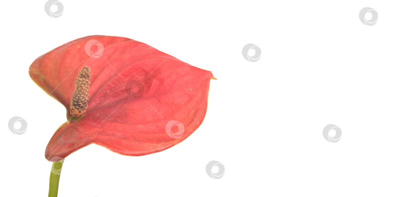 Скачать Экстремальный макросъемка крупным планом красного цветка антуриума на белом фоне, чрезвычайно высокое разрешение фотосток Ozero