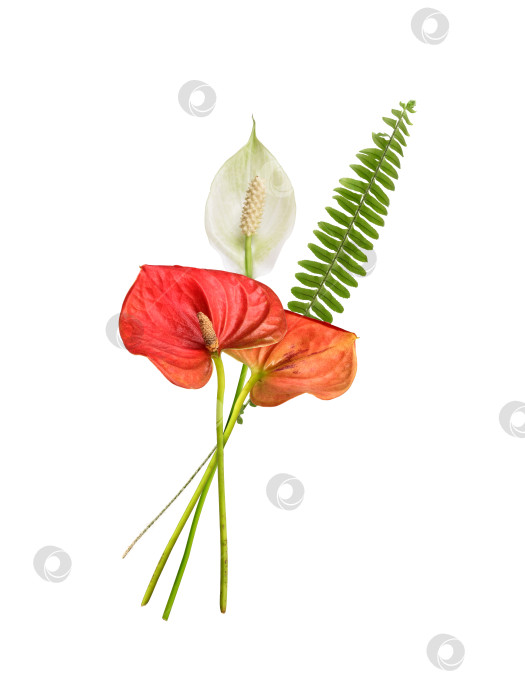 Скачать Элегантный натюрморт с красными и оранжевыми антуриумами, белым спатифиллумом и листьями папоротника на белом фоне, чрезвычайно высокое разрешение фотосток Ozero