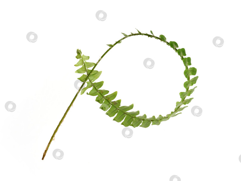 Скачать Зеленая ветка папоротника, завязанная в круг, выделена на белом фоне, элемент цветочного дизайна, вырез готов. Чрезвычайно высокое разрешение фотосток Ozero