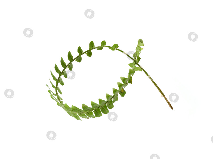 Скачать Зеленая ветка папоротника, обвязанная по кругу, выделена на белом фоне, элемент цветочного дизайна, вырез готов. Чрезвычайно высокое разрешение фотосток Ozero
