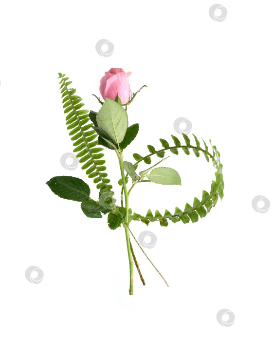 Скачать Элегантная розовая роза с папоротником и венком из листьев на белом фоне, готовая к вырезанию. Чрезвычайно высокое разрешение фотосток Ozero