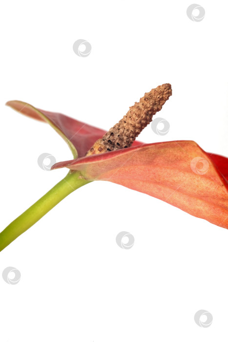 Скачать Красный цветок антуриума с диагональной композицией из стебля и початка на белом фоне, чрезвычайно высокое разрешение фотосток Ozero