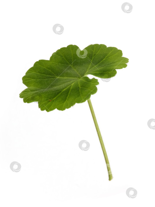 Скачать Одиночный зеленый лист герани со стеблем, выделенный на белом фоне, чрезвычайно высокое разрешение фотосток Ozero